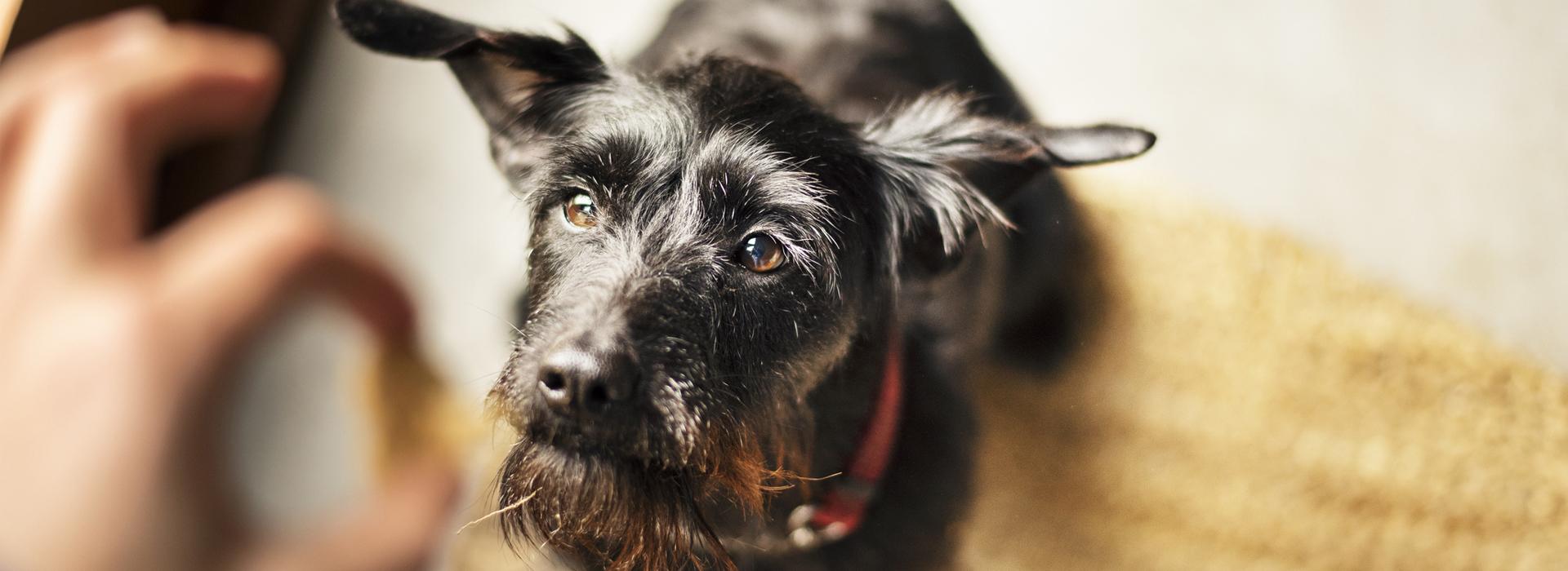Black dog waiting for treat